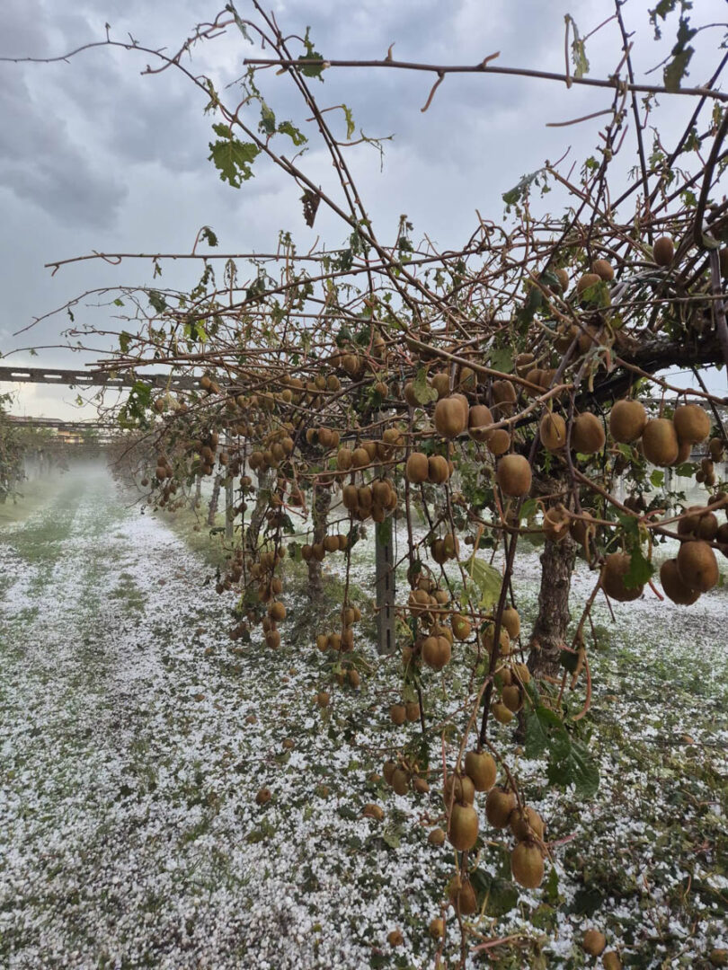 Grandine danni 24.09.2025 Veronese maltempo (2)