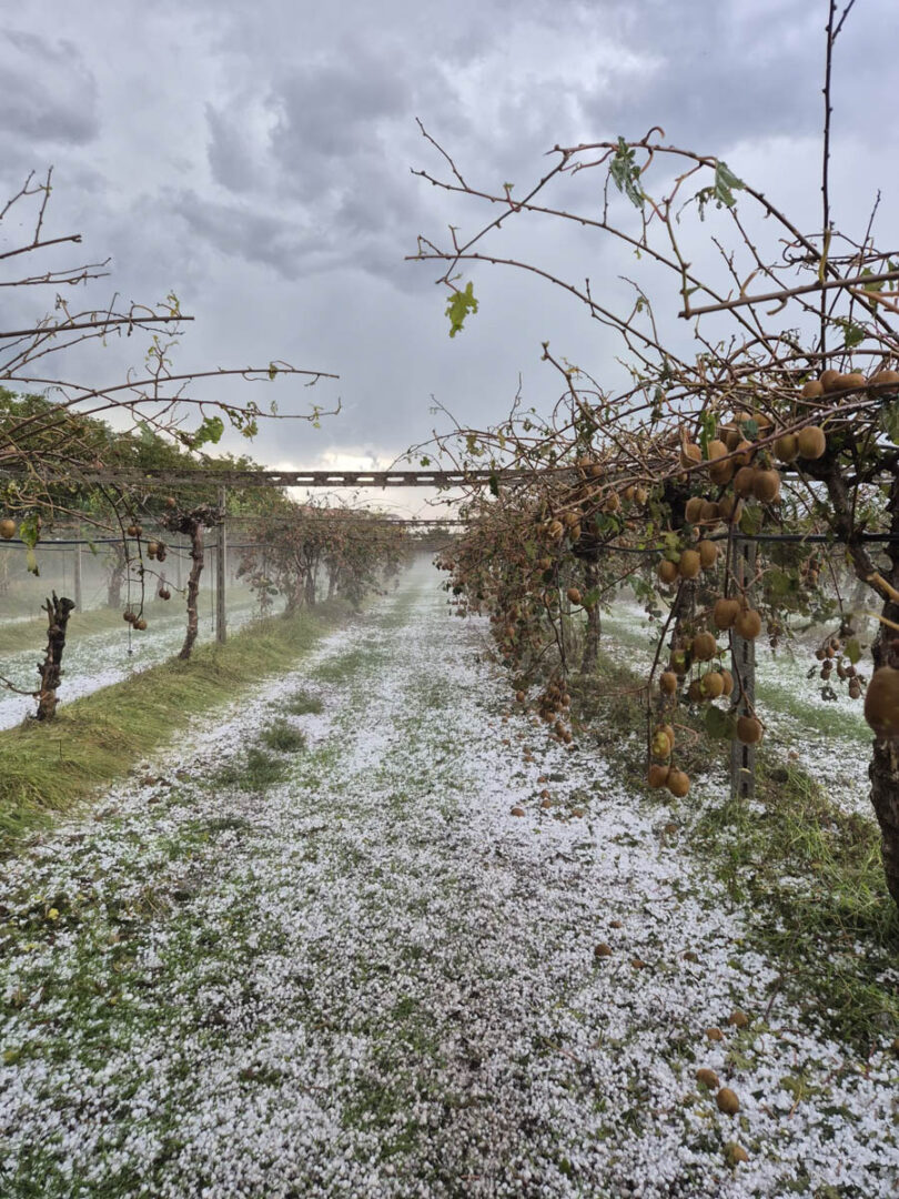 Grandine danni 24.09.2025 Veronese maltempo (2)