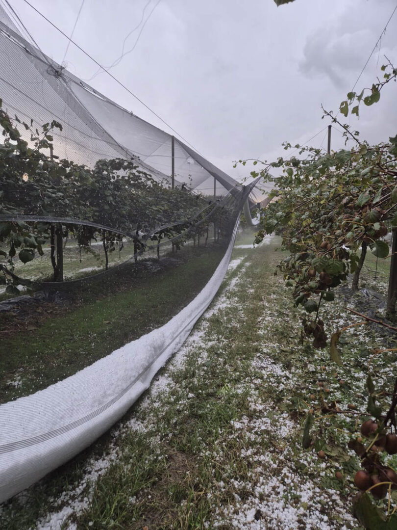 Grandine danni 24.09.2025 Veronese maltempo (2)