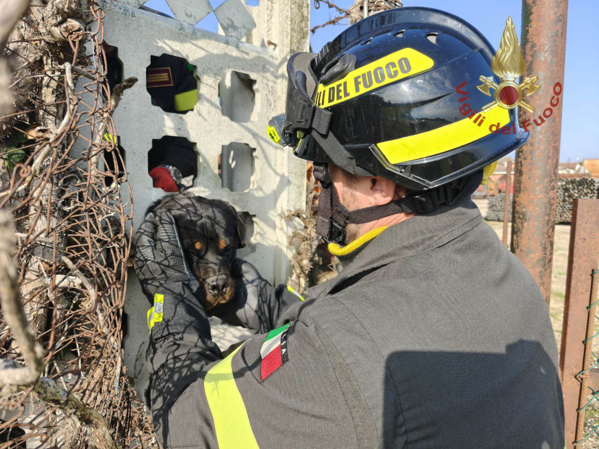 I vigili del fuoco liberano Diana, il cane rimasto incastrato a Isola della Scala