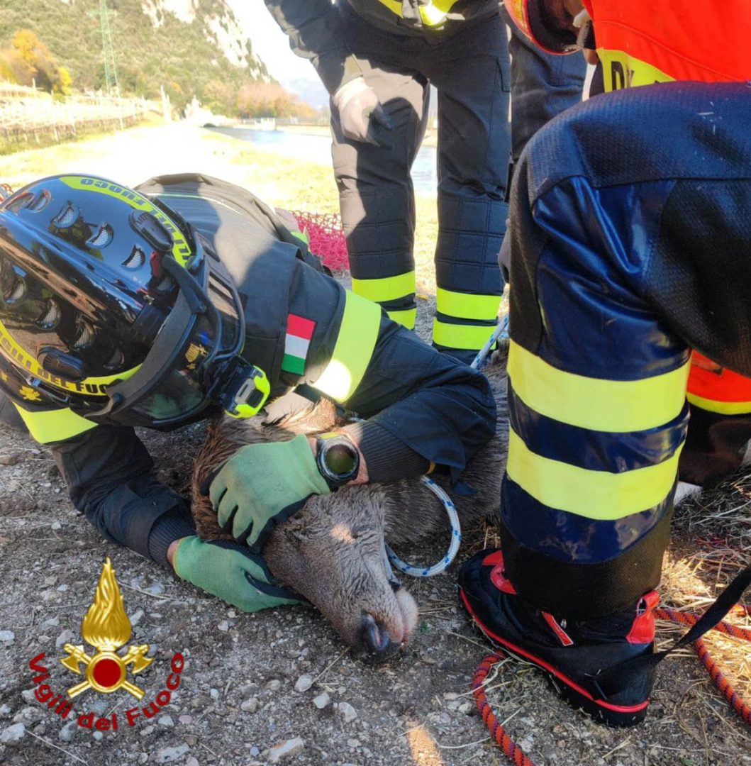 I Vigili del fuoco recuperano una cerva caduta nel canale Biffis (23-11-2025)