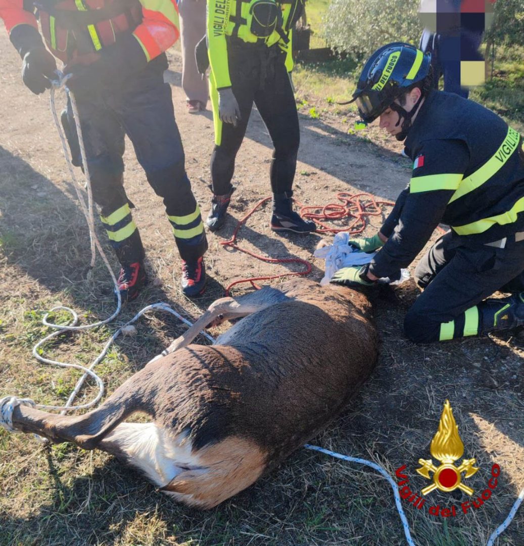I Vigili del fuoco recuperano una cerva caduta nel canale Biffis (23-11-2025)