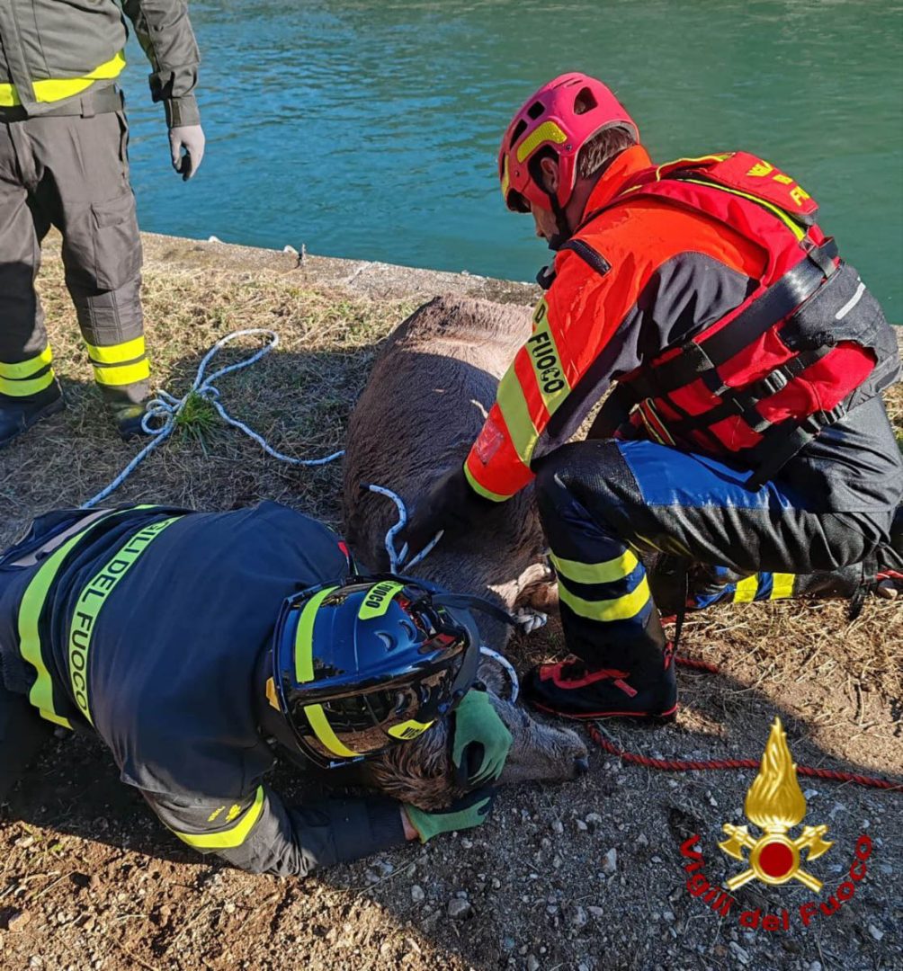 I Vigili del fuoco recuperano una cerva caduta nel canale Biffis (23-11-2025)