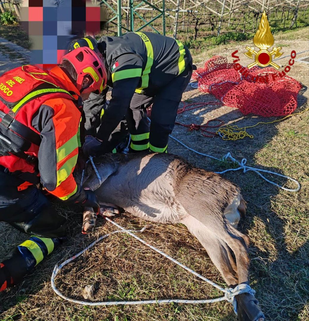 I Vigili del fuoco recuperano una cerva caduta nel canale Biffis (23-11-2025)