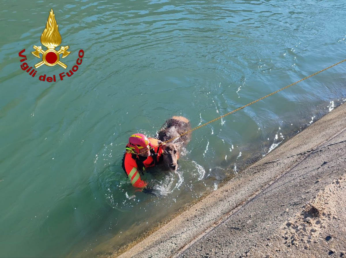 I Vigili del fuoco recuperano una cerva caduta nel canale Biffis (23-11-2025)