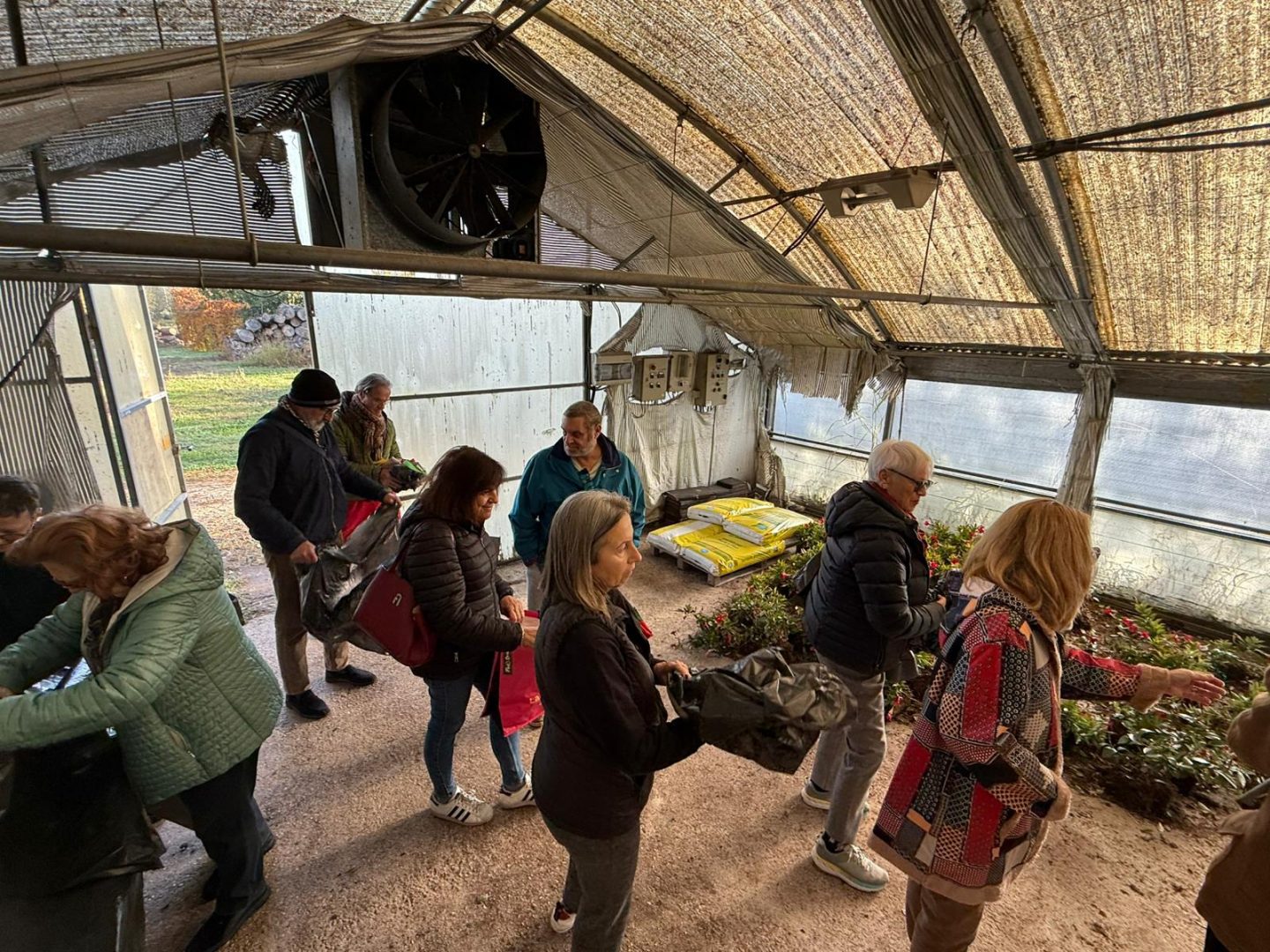 dipladenie sere AMIA