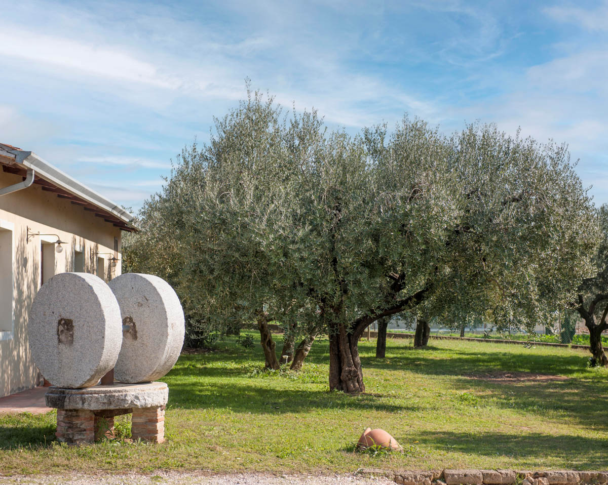 Frantoio Bonamini celebra 60 anni con la Festa dell’Olio a Illasi