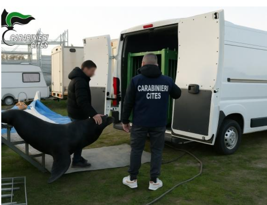 Leone marino salvato LAV Verona