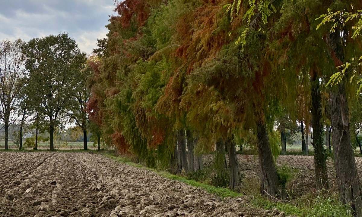 Roverchiara alberi passeggiata