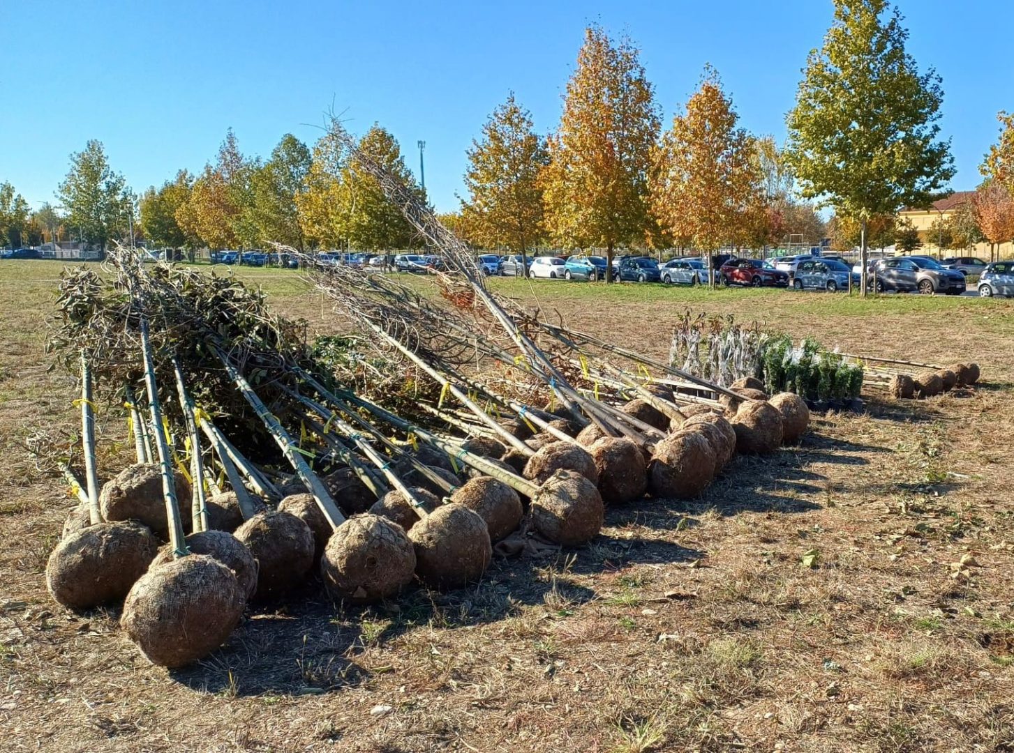 Piantumazione alberi Parco Santa Teresa (2)