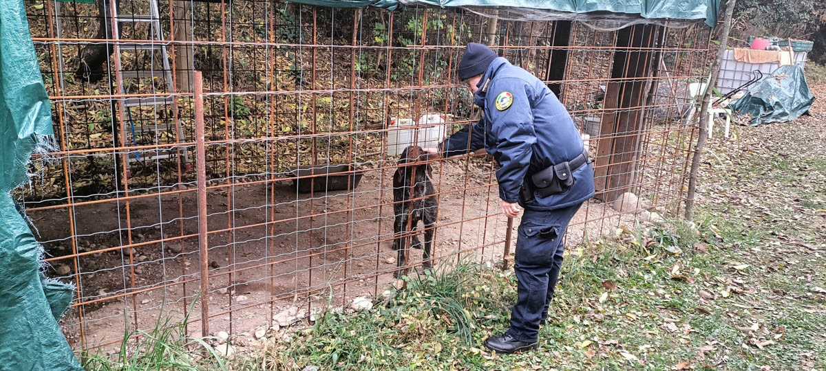 Guardia Zoofila OIPA Verona cane gabbia