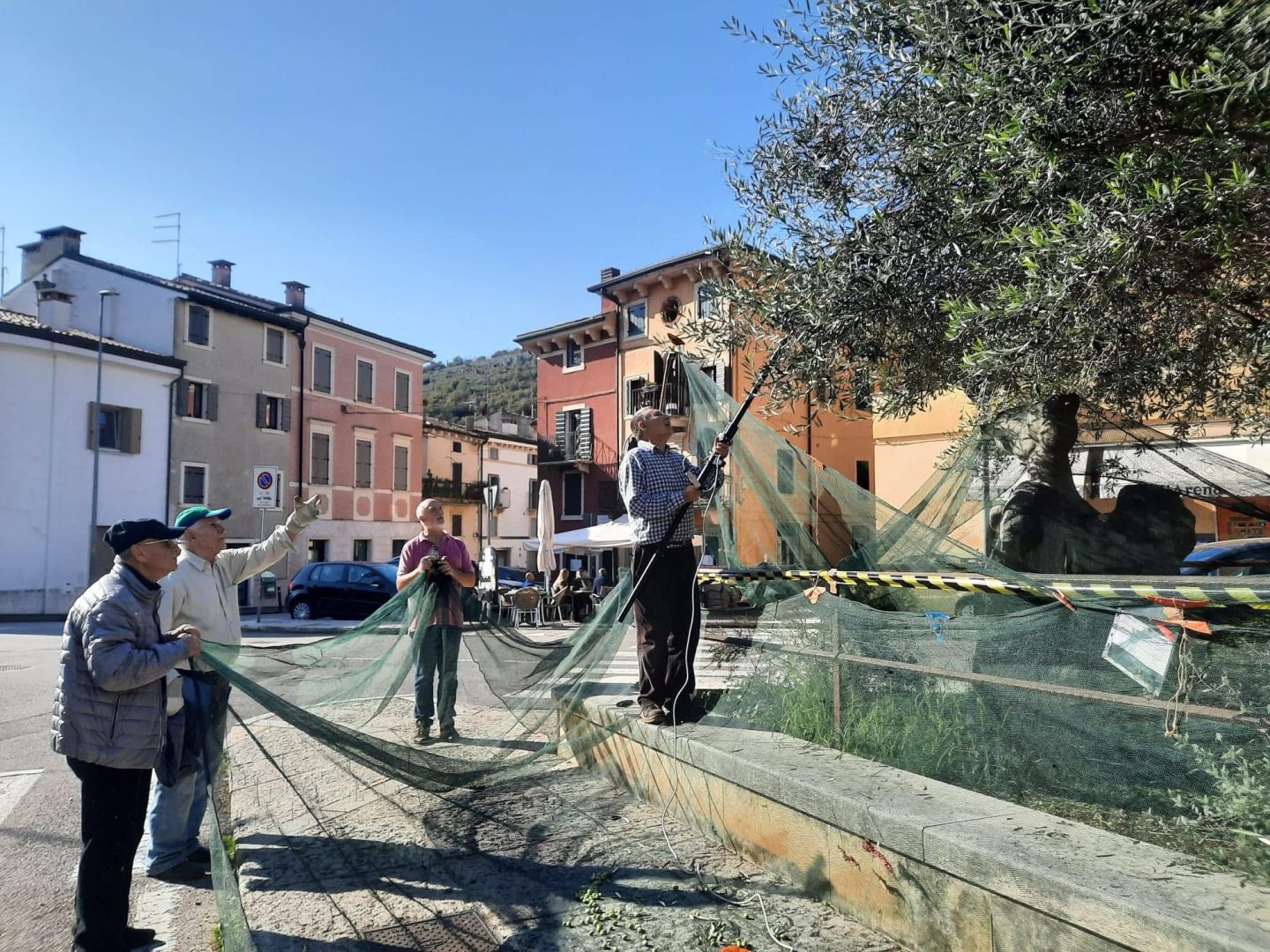 olive raccolte a quinzano