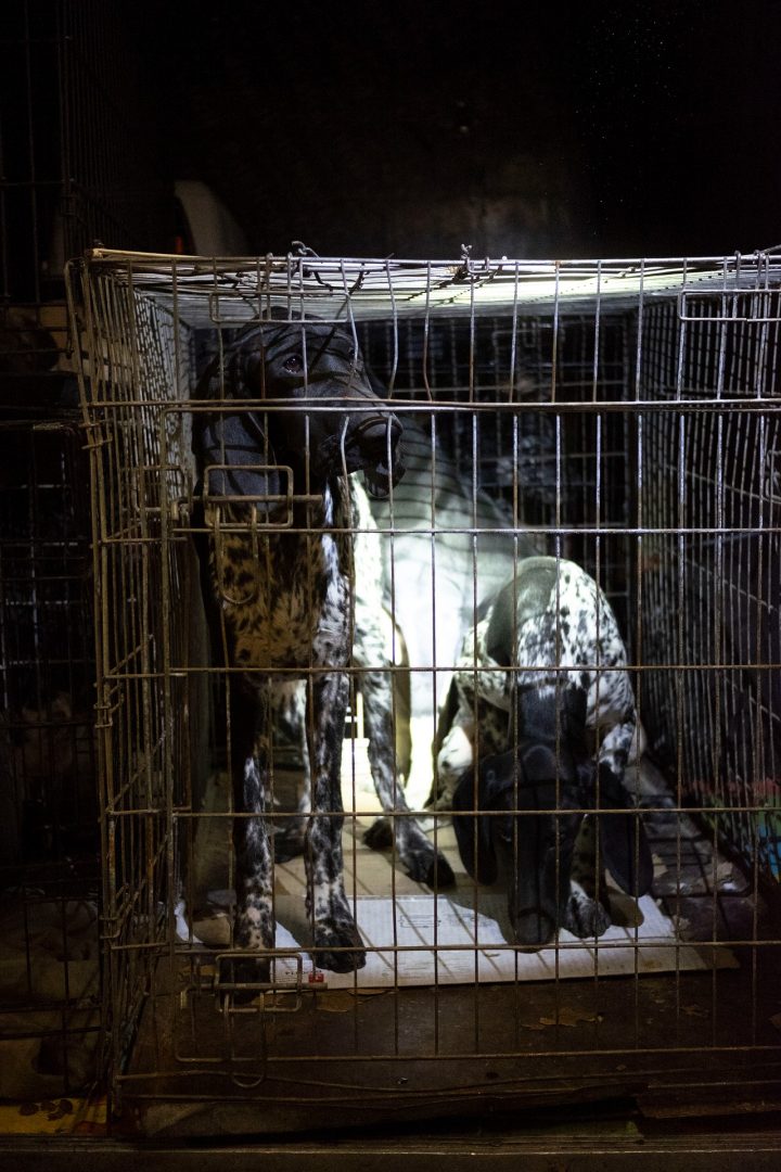 LAV cani maltrattati dall'Est Europa (6)