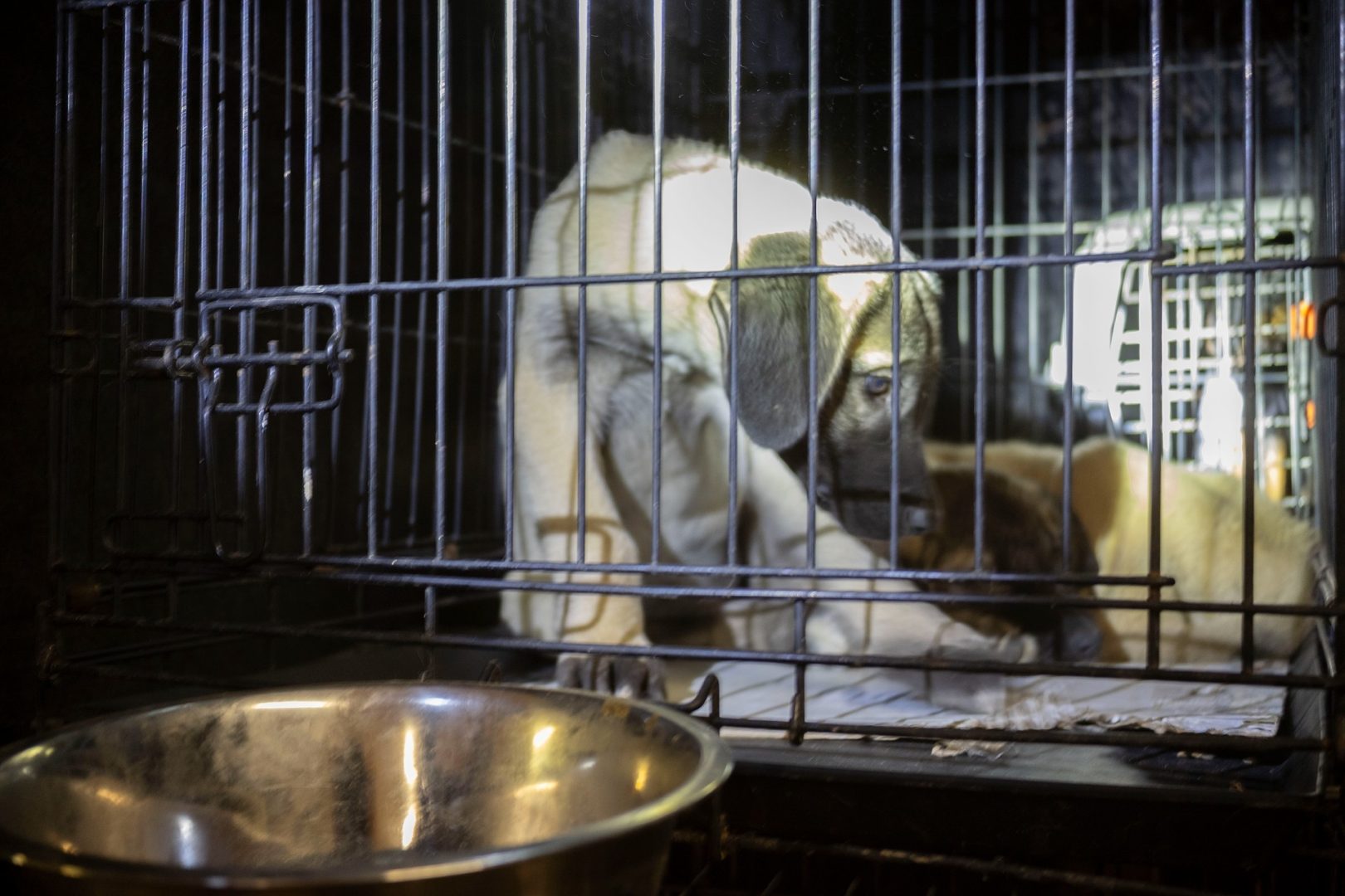 LAV cani maltrattati dall'Est Europa (6)