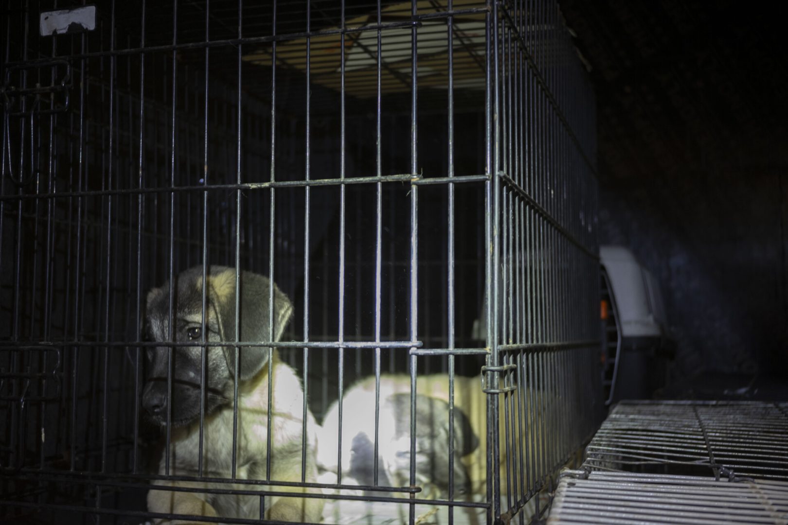 LAV cani maltrattati dall'Est Europa (6)