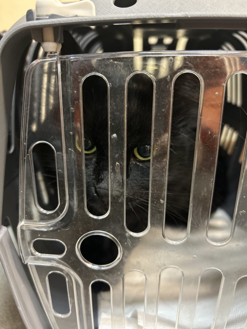 LAV cani maltrattati dall'Est Europa (6)