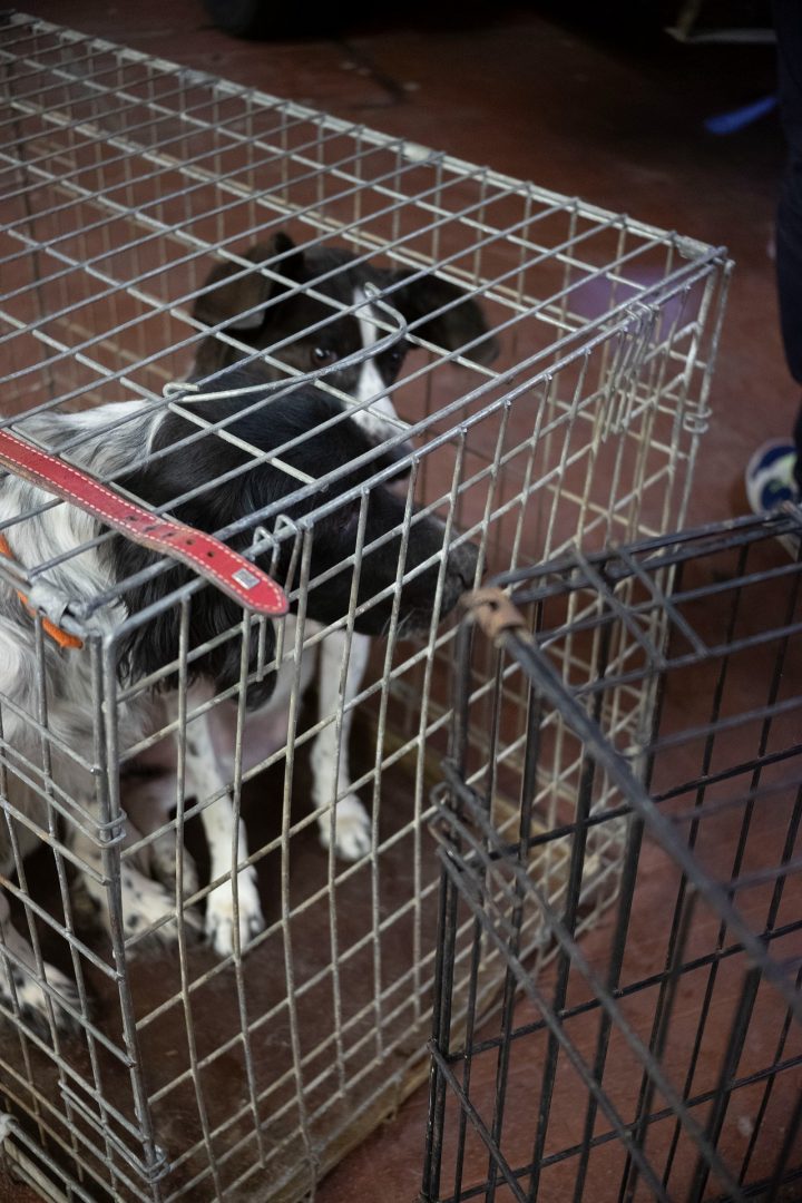 LAV cani maltrattati dall'Est Europa (6)