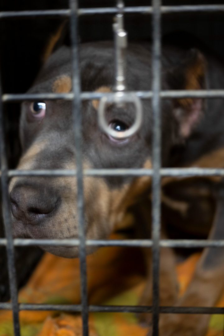 LAV cani maltrattati dall'Est Europa (6)