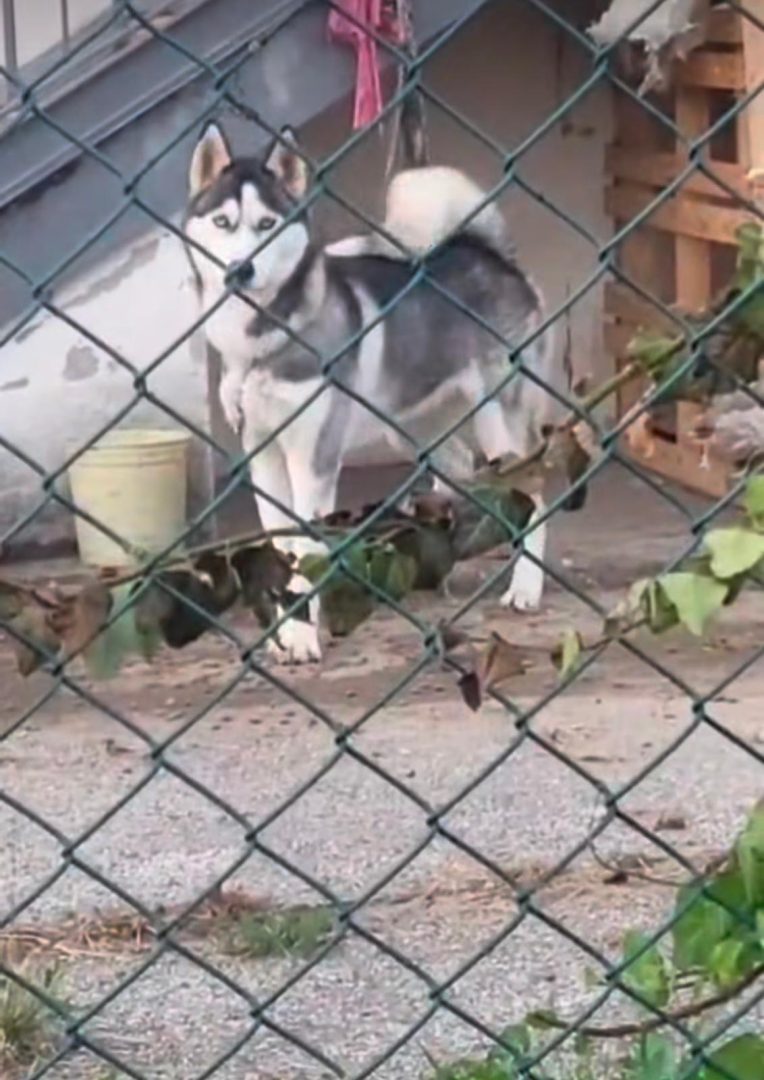 Ronny Husky LAV Verona (1)