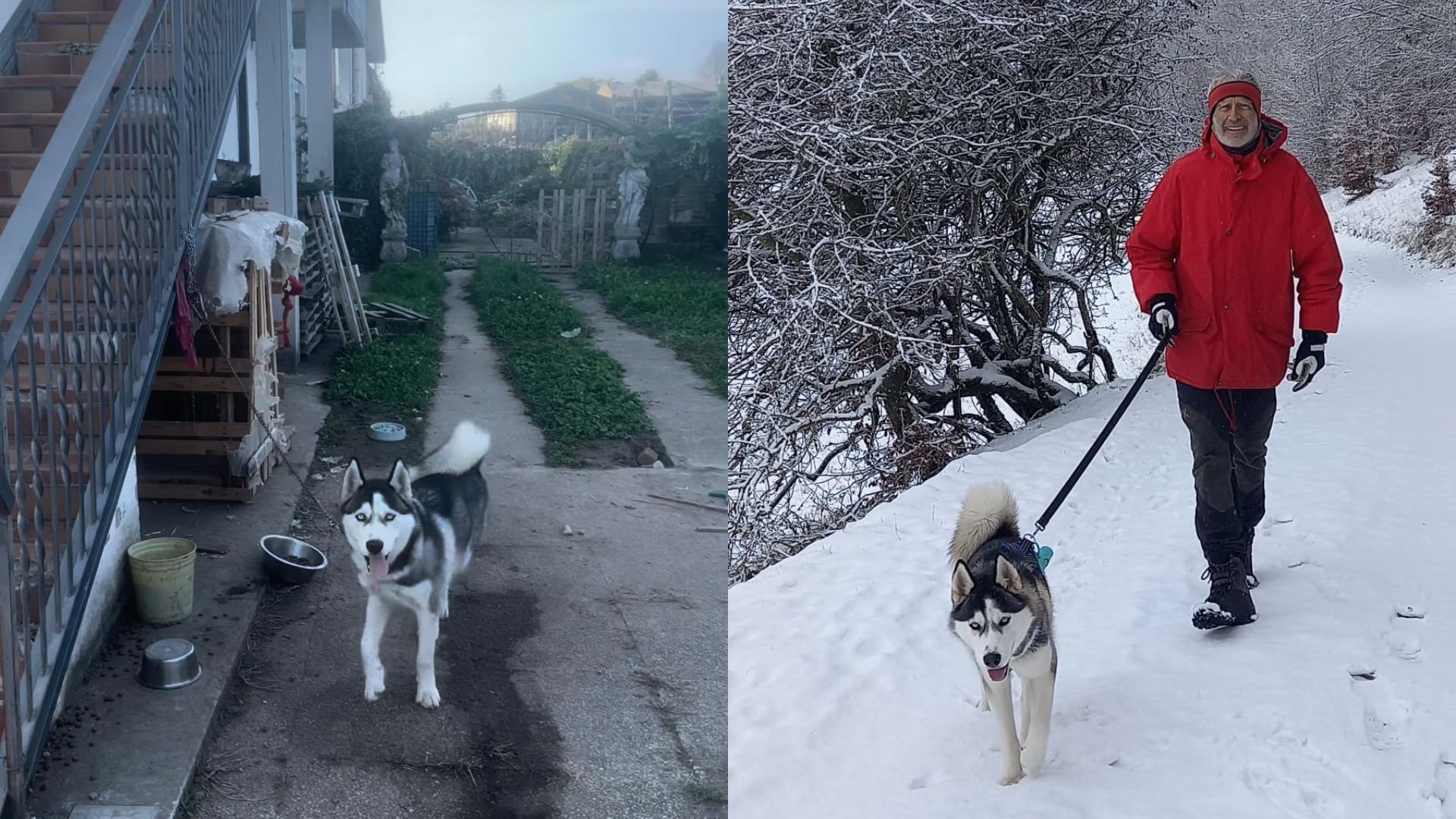 Ronny Husky LAV Verona (4)