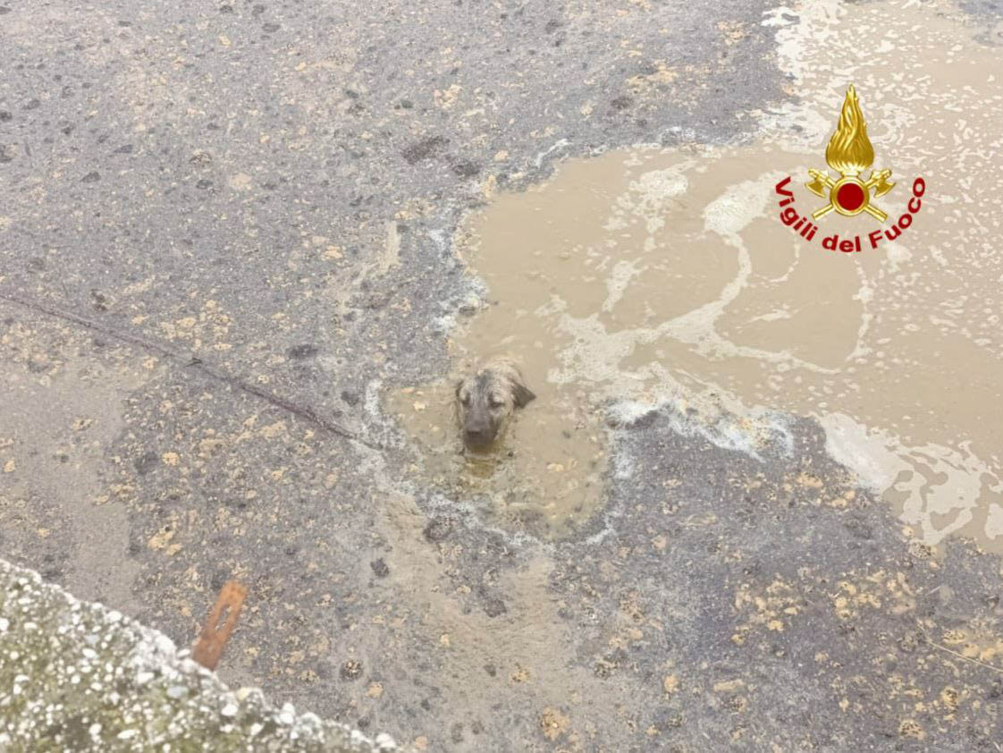 I vigili del fuoco salvano un cane caduto in una vasca di liquami a San Martino Buon Albergo