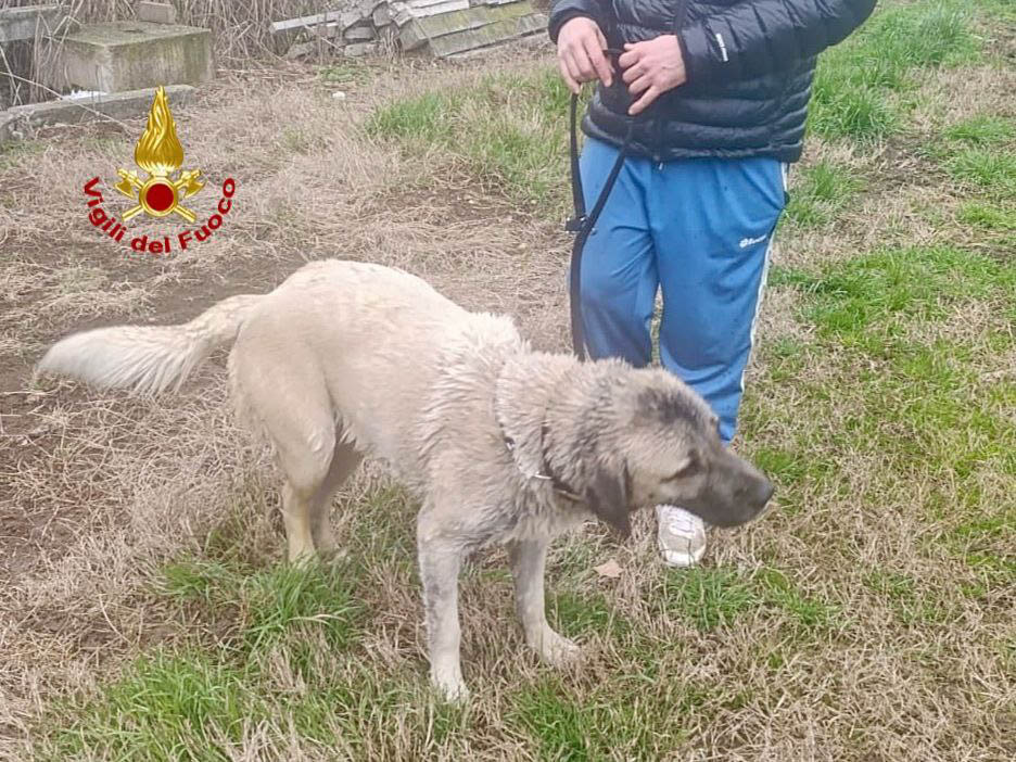 I vigili del fuoco salvano un cane caduto in una vasca di liquami a San Martino Buon Albergo