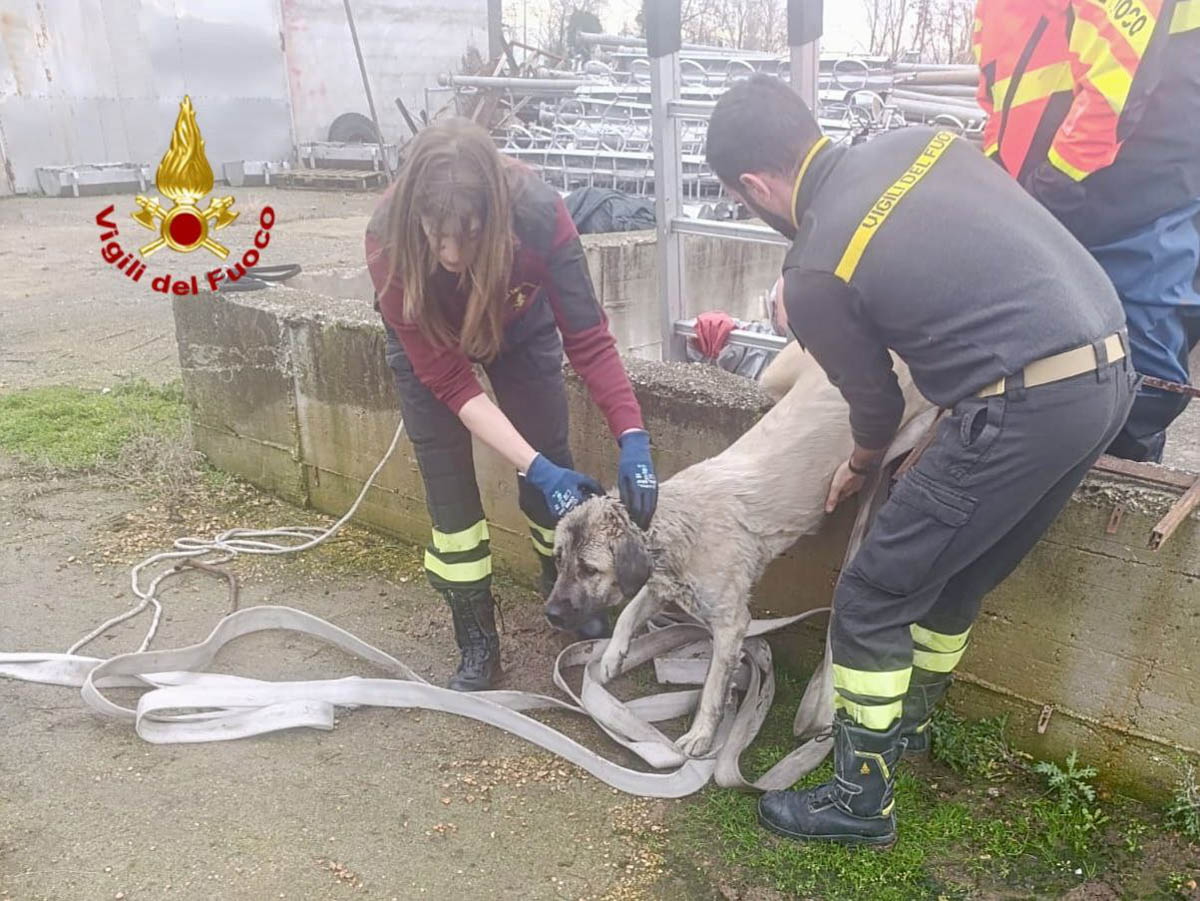 I vigili del fuoco salvano un cane caduto in una vasca di liquami a San Martino Buon Albergo