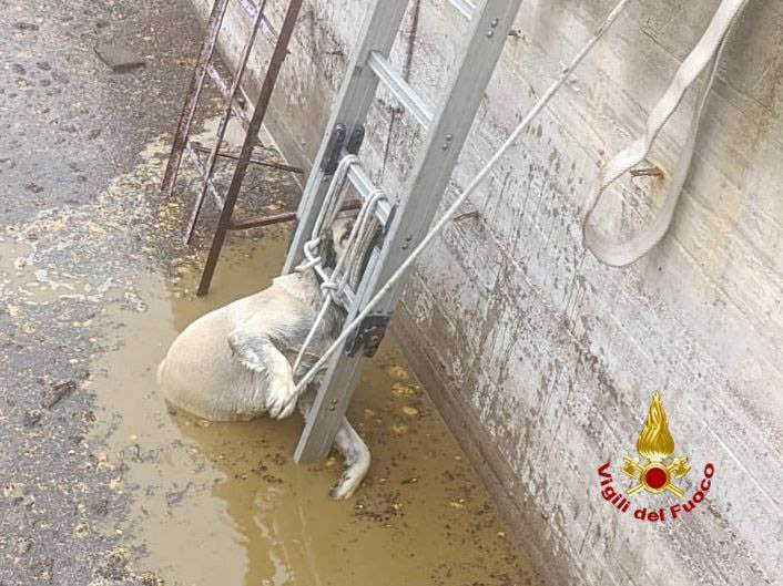 I vigili del fuoco salvano un cane caduto in una vasca di liquami a San Martino Buon Albergo
