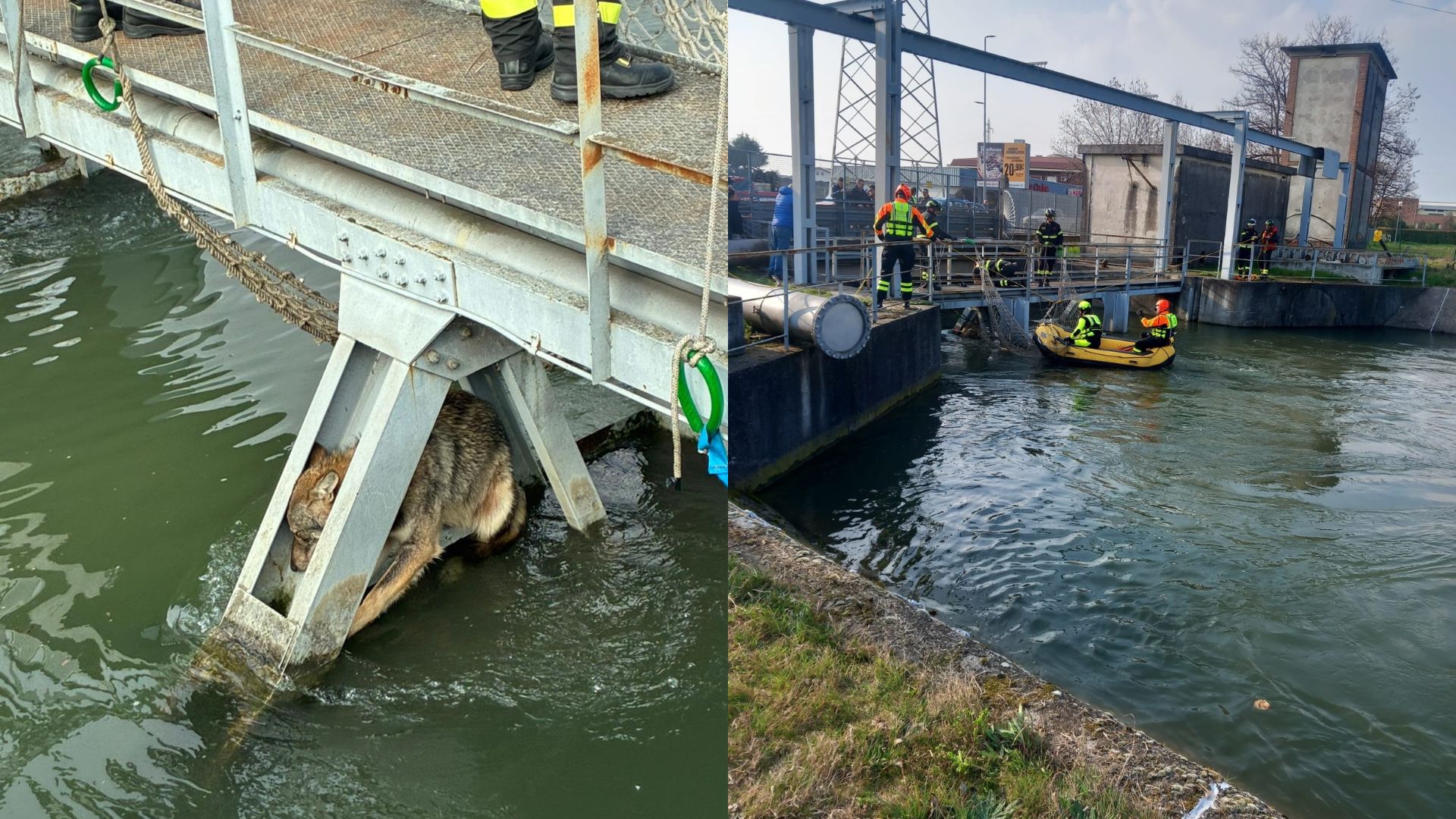 Lupo incastrato a San Giovanni Lupatoto