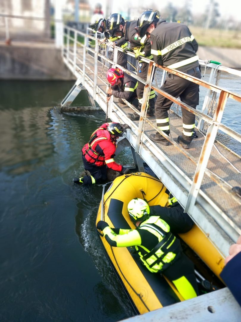 Lupo incastrato a San Giovanni Lupatoto