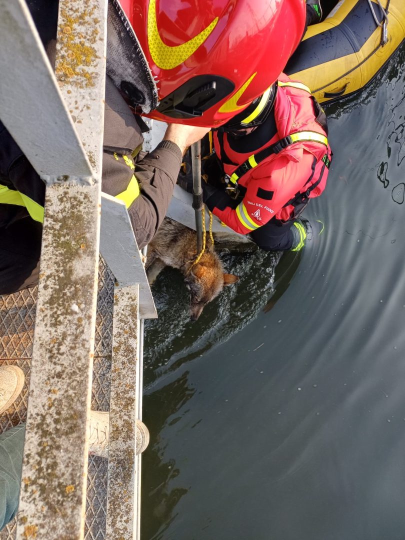Lupo incastrato a San Giovanni Lupatoto