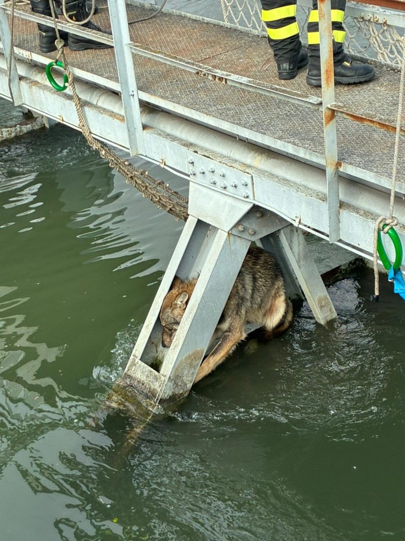 Lupo incastrato a San Giovanni Lupatoto