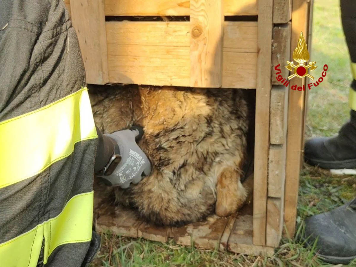 Vigili del fuoco-salvataggio lupo canale Giuliari (5)