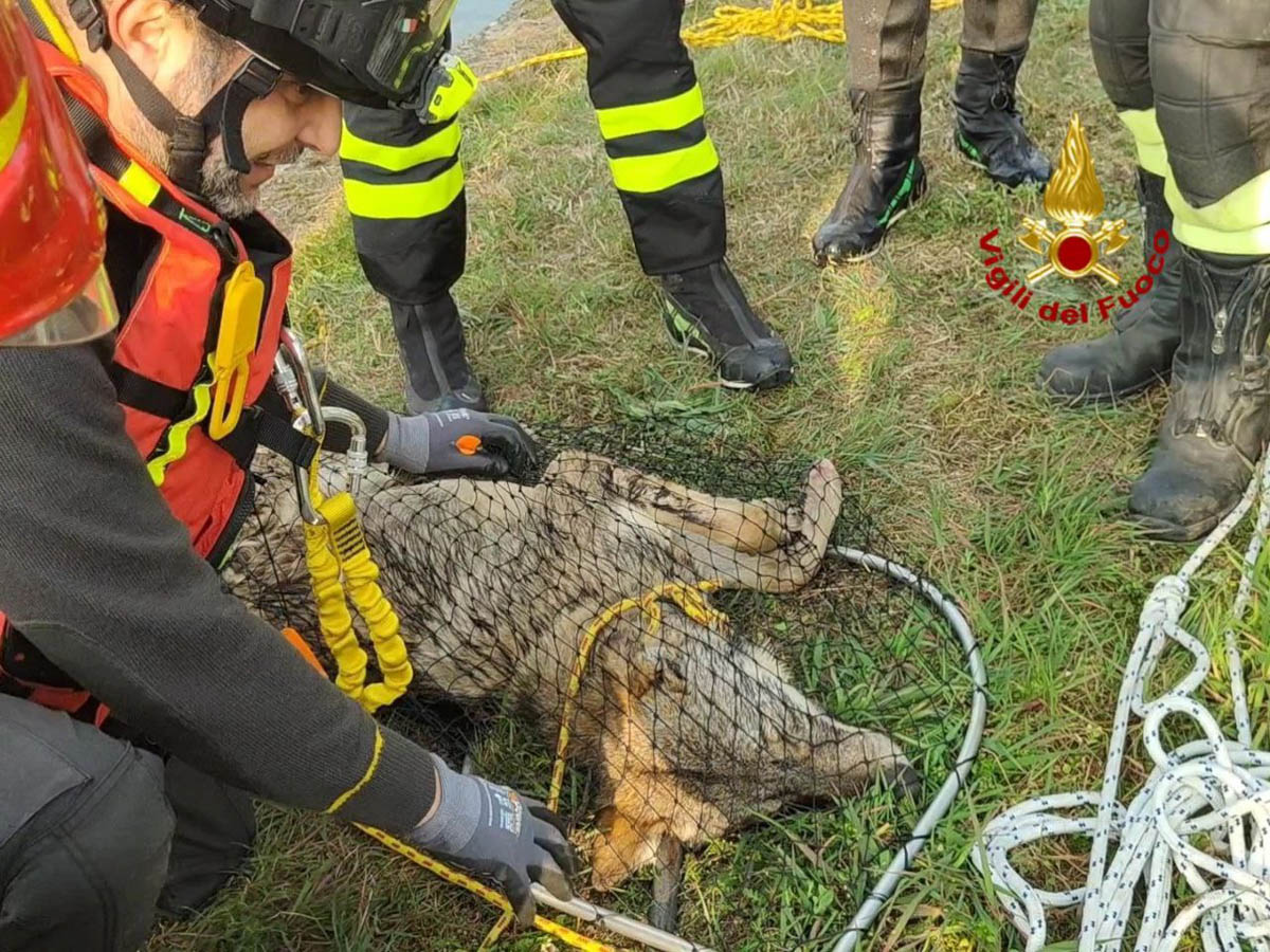 Vigili del fuoco-salvataggio lupo canale Giuliari (5)